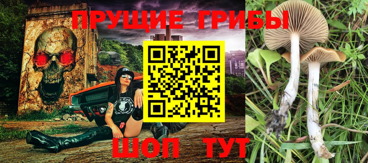 Псилоцибиновые грибы мицелий  Вход с VPN  Малгобек 